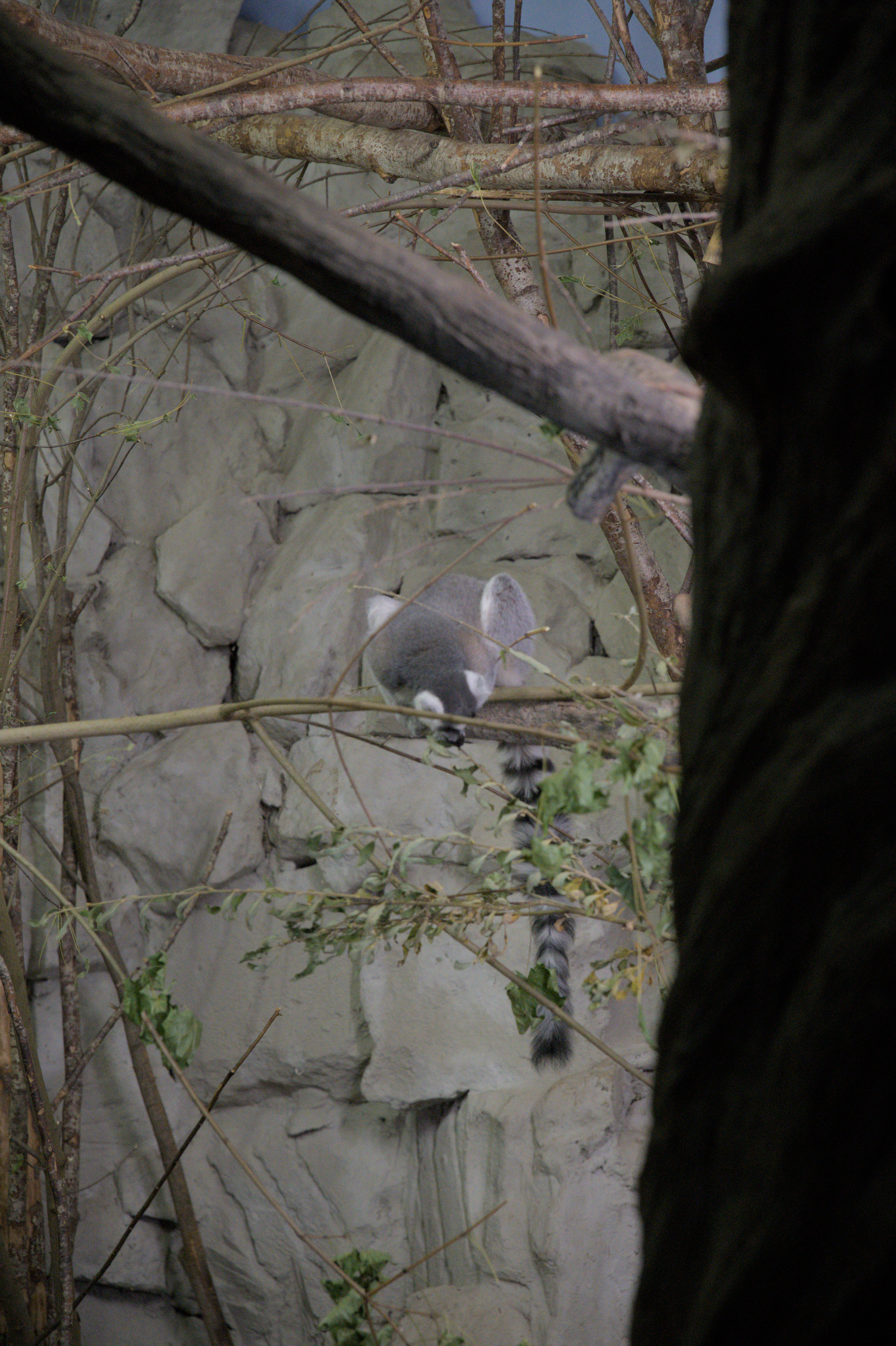 2025/10/12 - zoo/DSC_0124.jpg